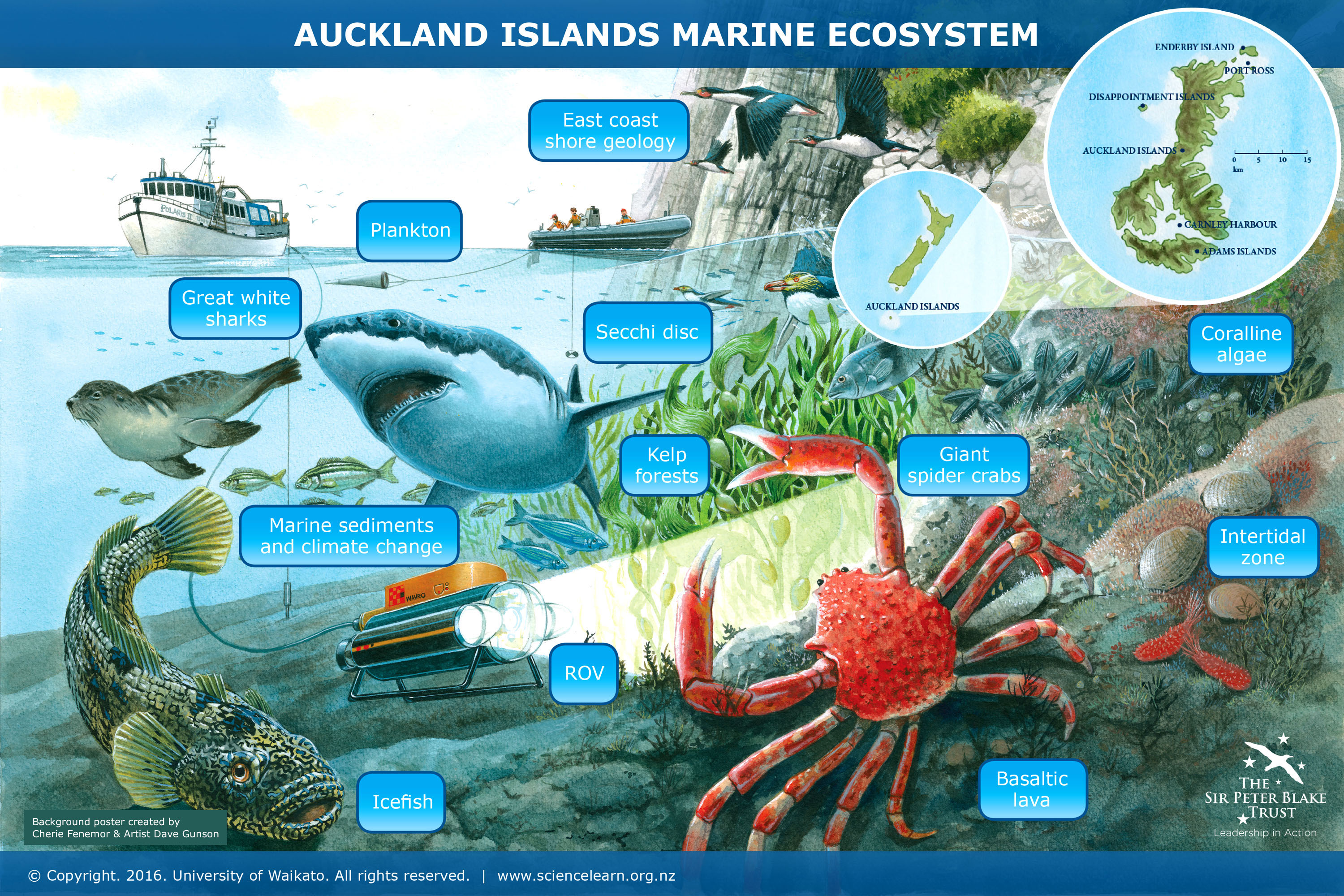 Use this interactive image map to learn about New Zealand Subantarctic Islands group ecosystem. 