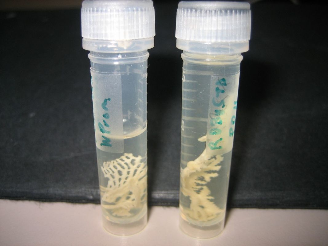 Bryozoan skeletons respond to solutions with different pH levels