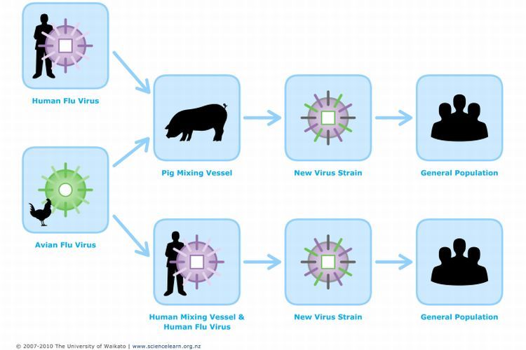 Diagram of swine and avian flu mutations.