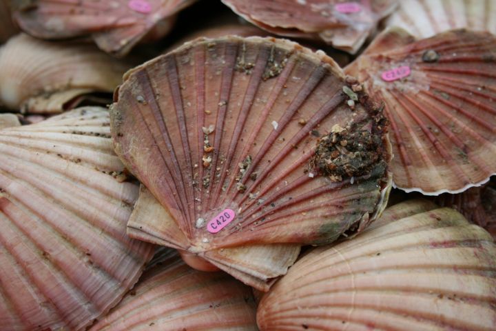 Group of Scallop shells.