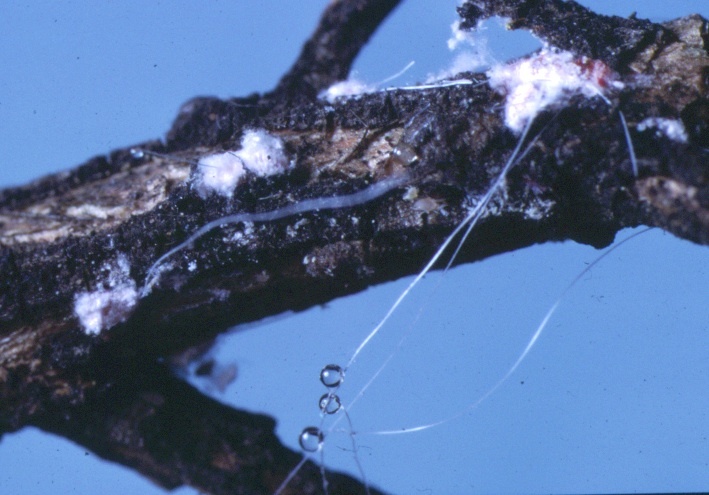 Scale insects and honeydew droplets on beech trees.