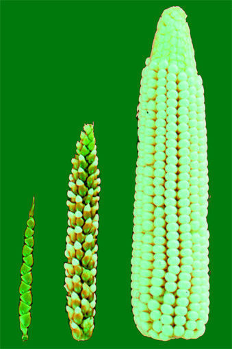 Image of teosinte and maize on a green background.