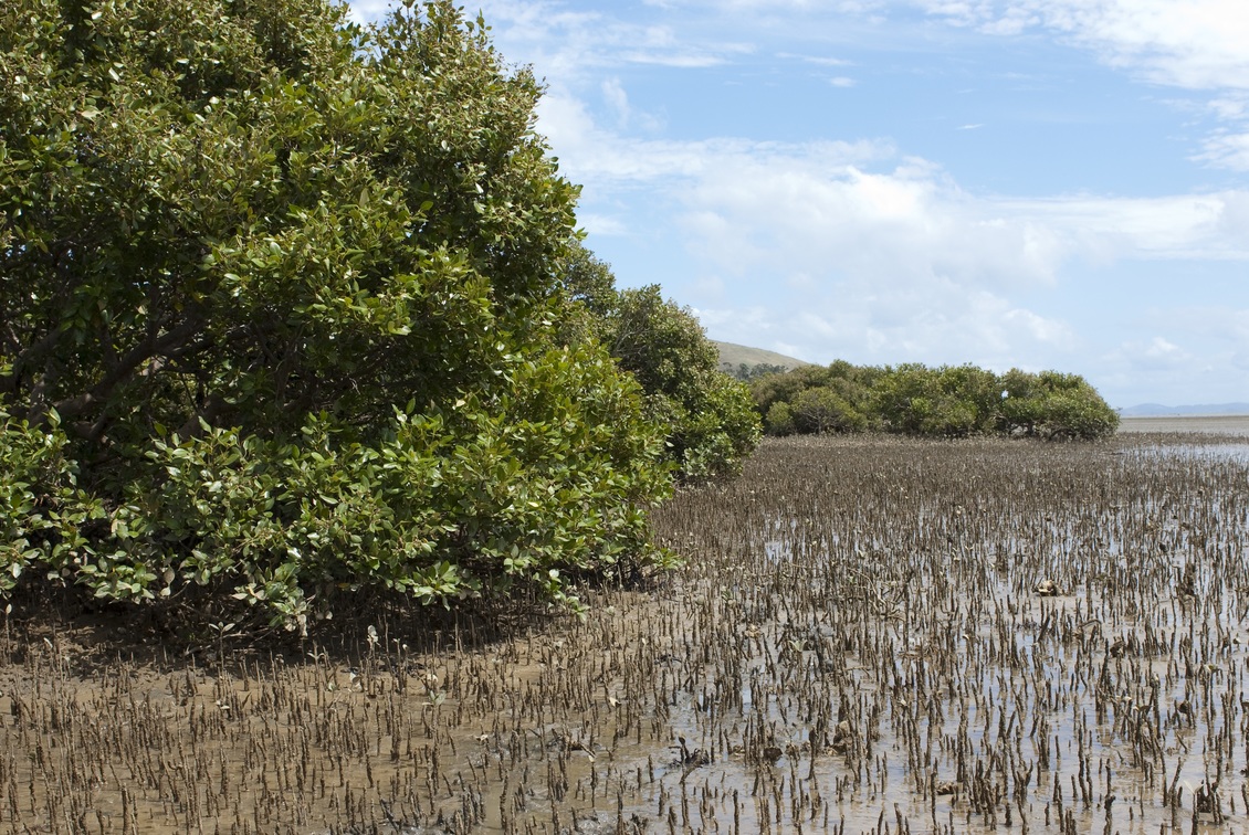 Mangroves act as a buffer between land and sea