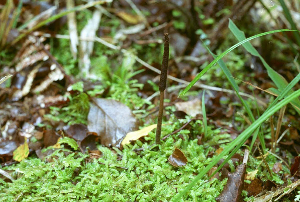 Vegetable caterpillar fungus, growing up through forest floor.
