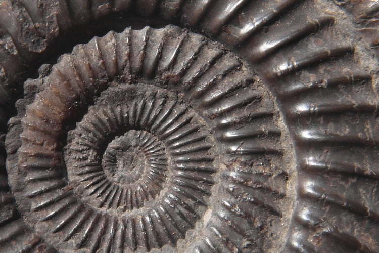 Fossil ammonite from the Mesozoic era. 
