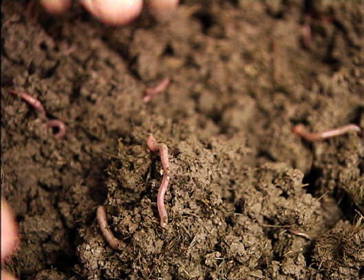 Close up of soil with some worms in it.