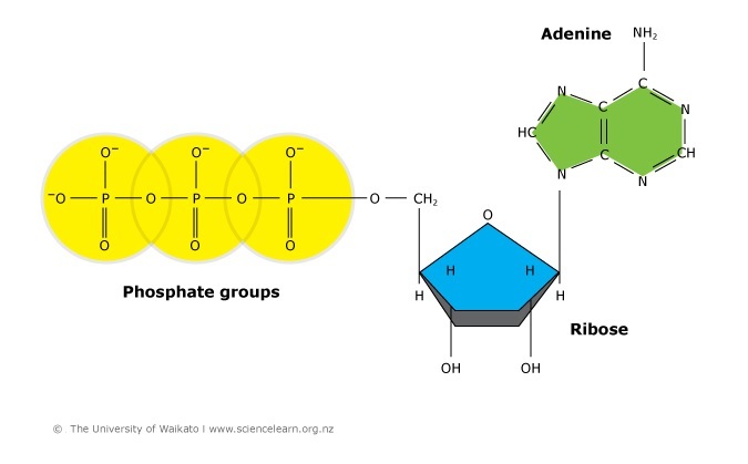 Diagram of adenosine triphosphate’s structure. 