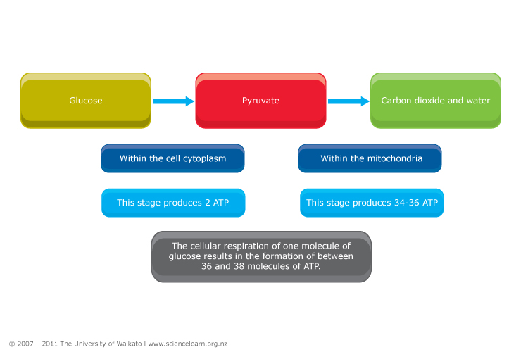 Breakdown of glucose - Science Learning Hub