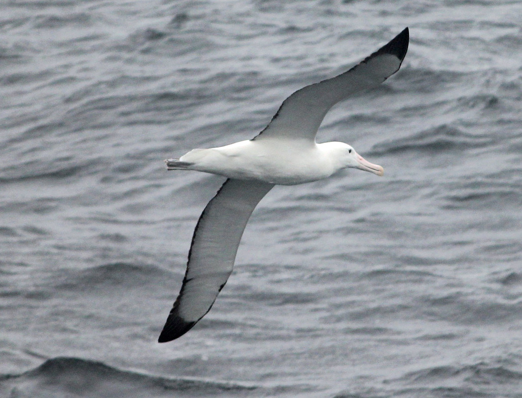 A southern royal albatross (Diomedea epomophora) flying over sea