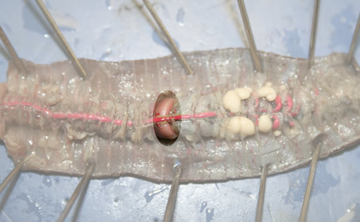 Earthworm dissection to see the gizzard.