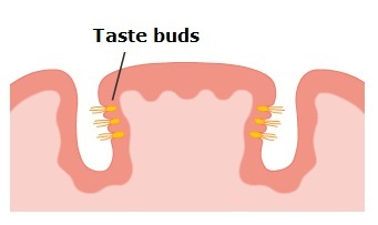 Diagram: Circumvallate papillae & taste buds on the human tongue