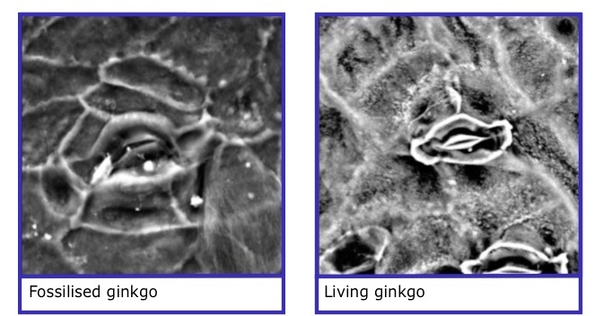 2 microscopic pics of a fossilised & living gingko with stomata
