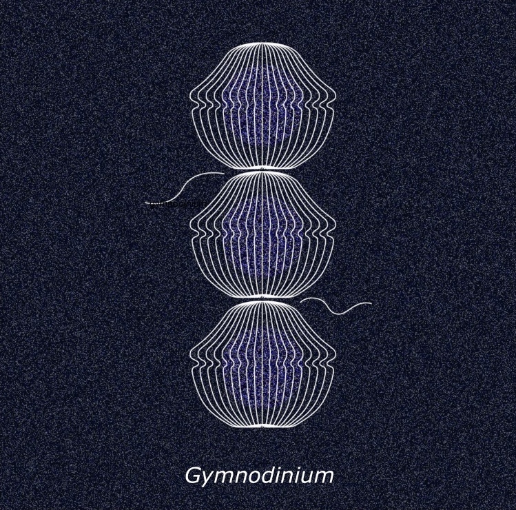 Gymnodinium – a single-celled chaining organism. 