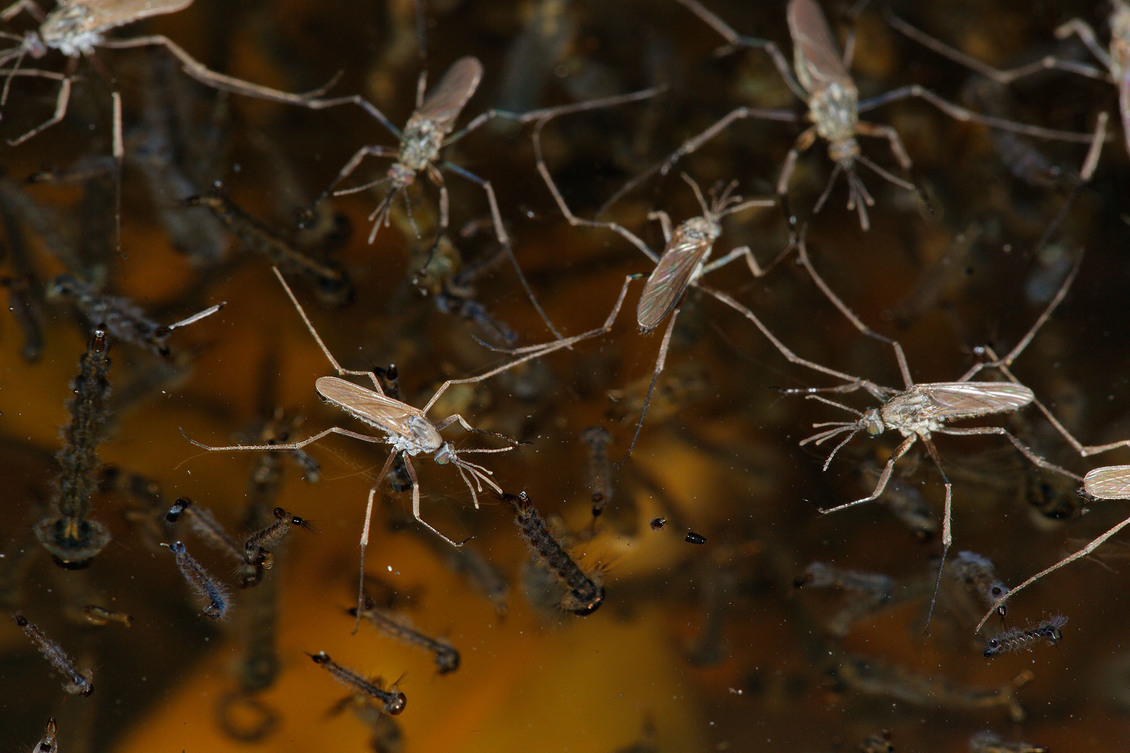 Saltpool, naeroa (Opifex fuscus) mosquitos on water.