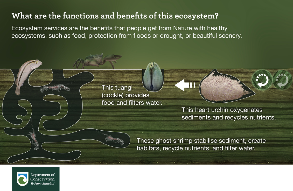 What are the functions & benefits of this ecosystem infographic