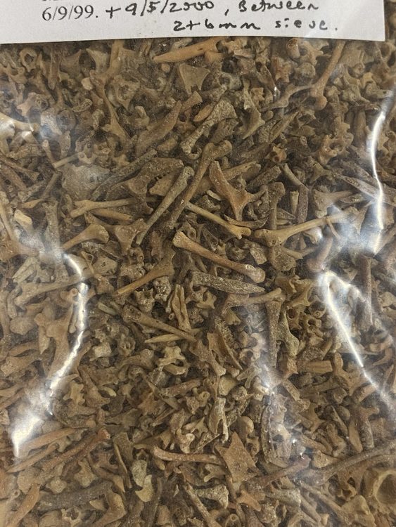 100s of tiny gecko bones in a plastic bag waiting for analysis.