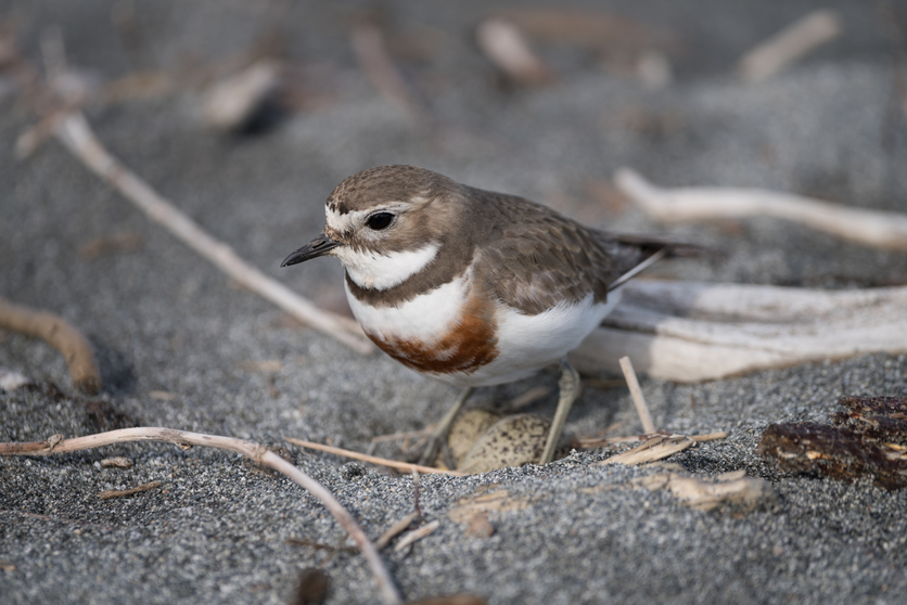 A Double banded dotterel tūturiwhatu on sand.