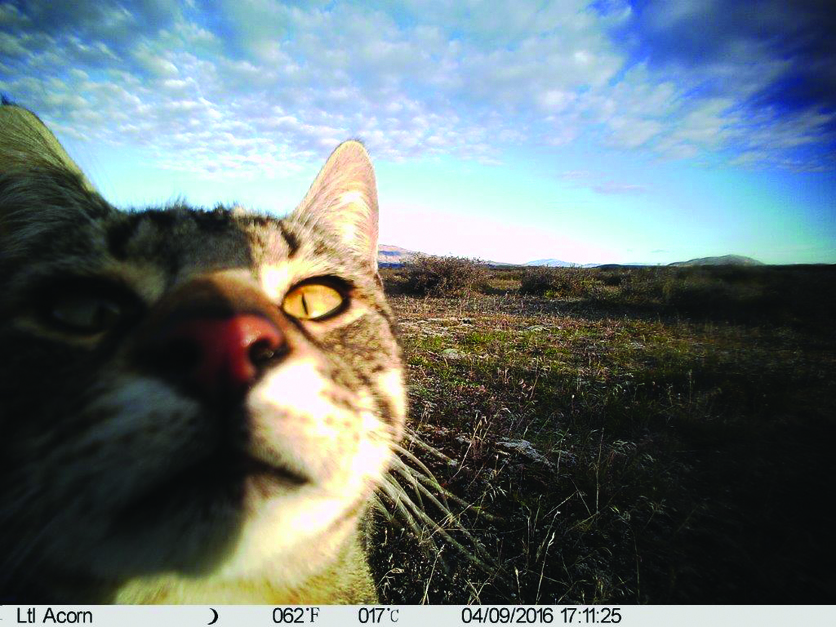 Feral cat investigating a camera trap at the MacKenzie Basin, NZ