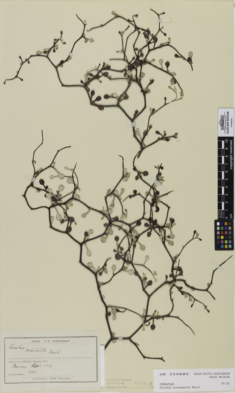 Drawing of the Corokia cotoneaster (korokio, wire-netting bush)