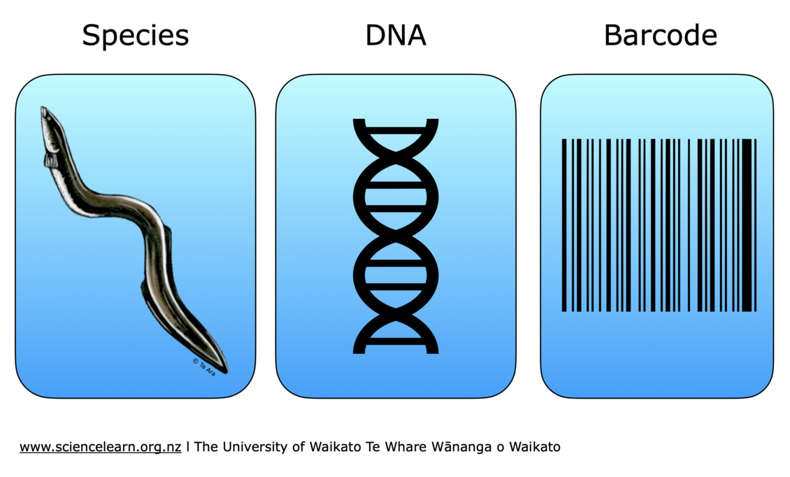 Species: eel, DNA symbol and barcode simple diagram
