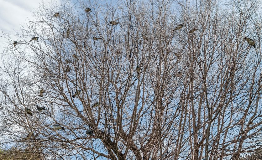 A flock of kererū (New Zealaand pigeon) in a tree