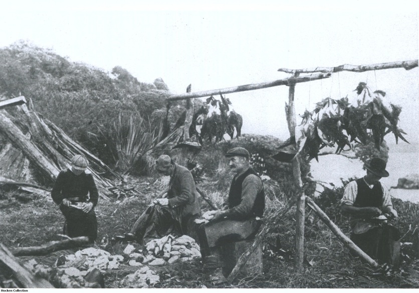 Traditional Māori harvesting of tītī (sooty shearwaters).