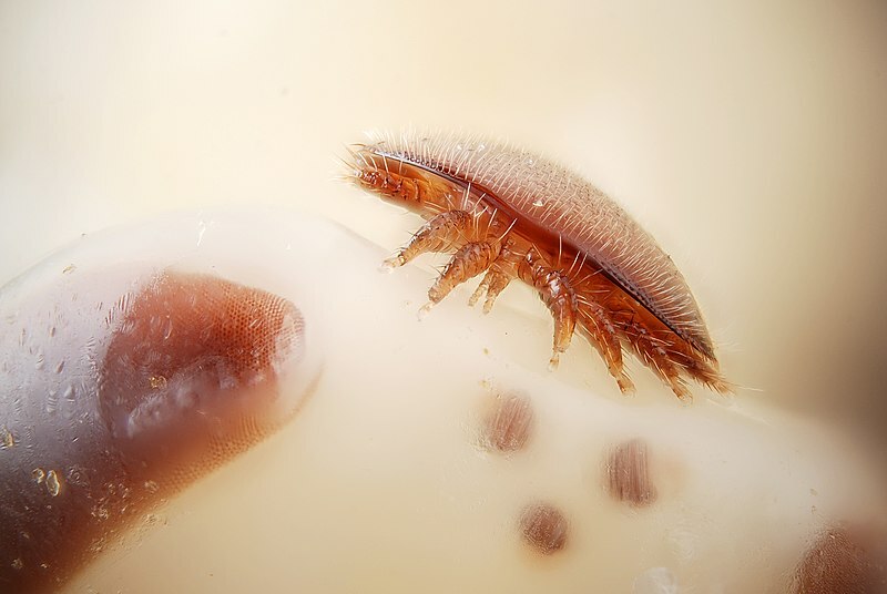 Tiny brown-domed Female varroa mite with eight legs