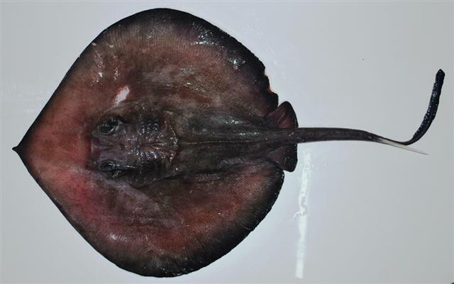 Deepwater stingray (Plesiobatis daviesi) from Cochin, India 