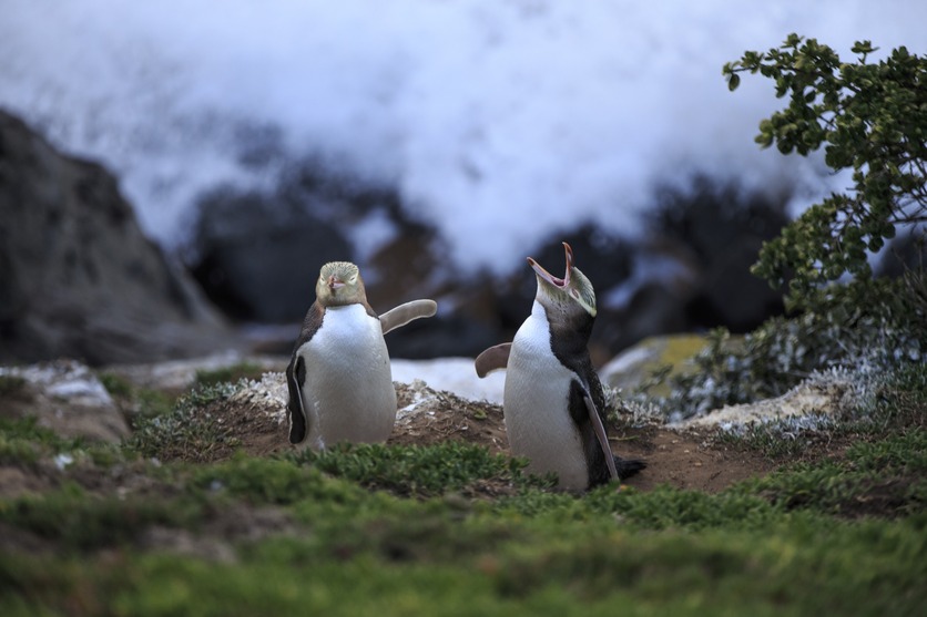Two yellow-eyed penguins on the shore 