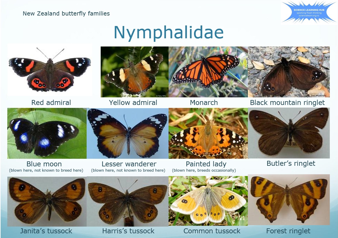 New Zealand butterfly families slideshow — Science Learning Hub