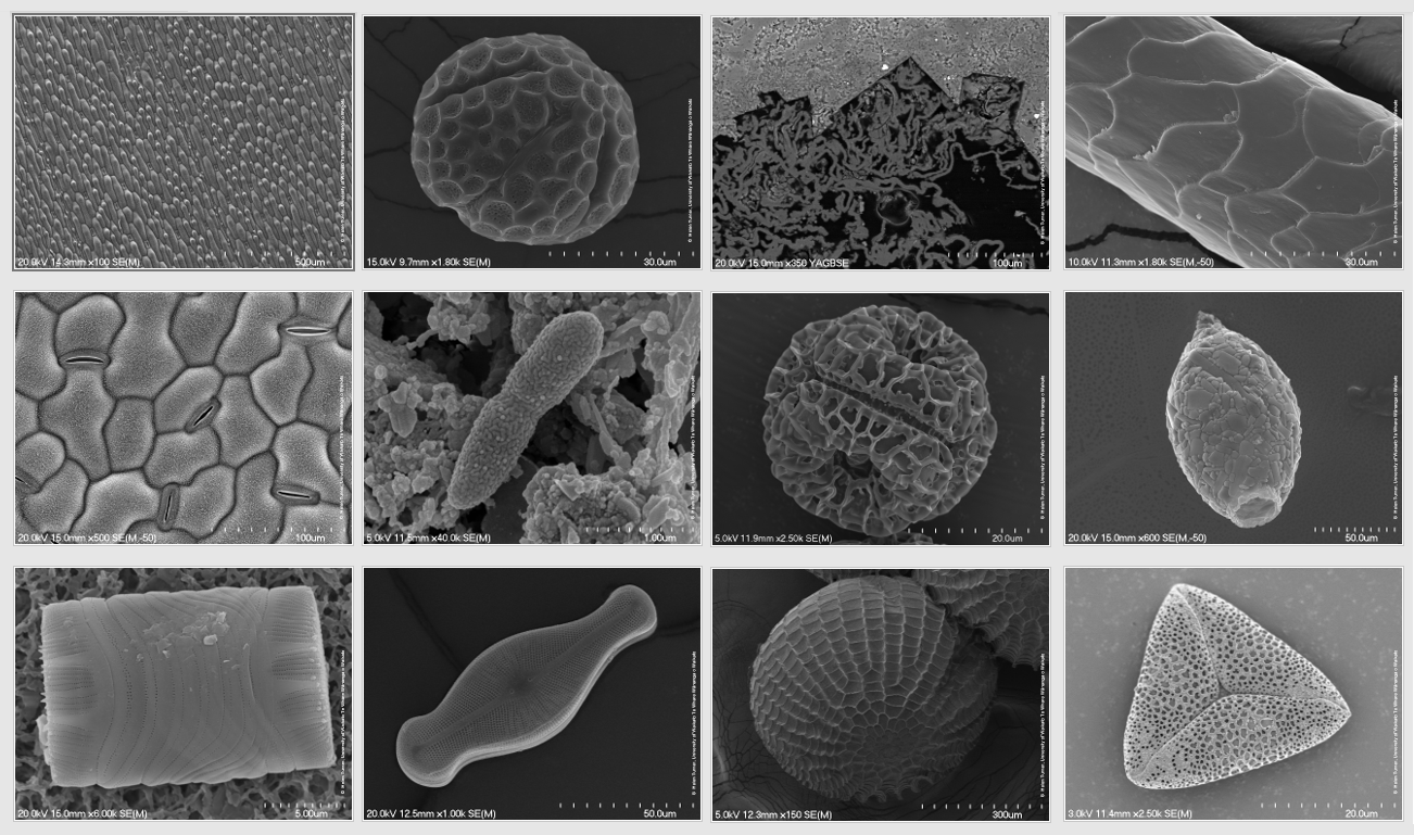 Electron microscope images – slideshow — Science Learning Hub