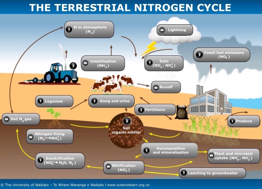 The nitrogen cycle — Science Learning Hub