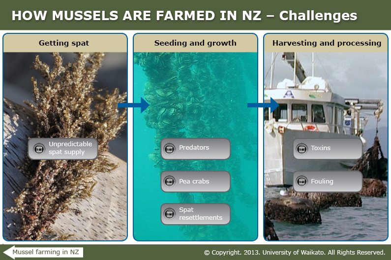 Challenges in mussel farming