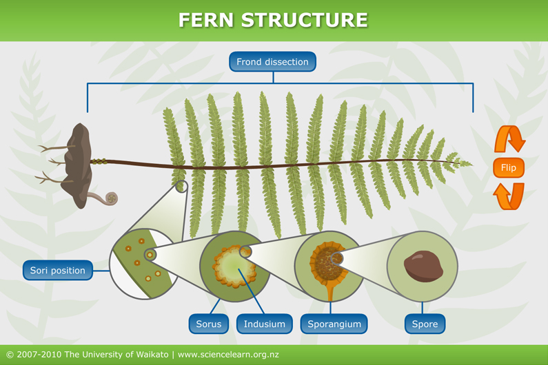Из спор папоротника формируются. Fern structure. Цикл папоротниковидных. Строение соруса папоротника. Fern Spores.