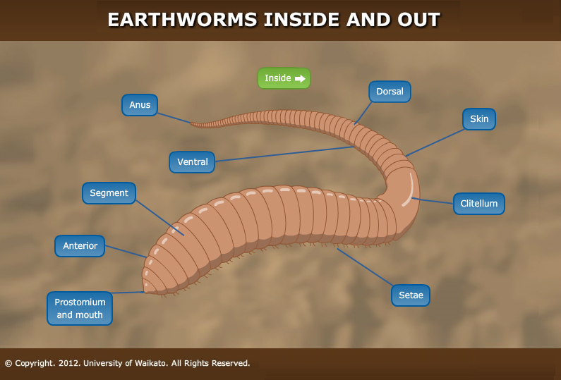 Earthworm adaptations — Science Learning Hub