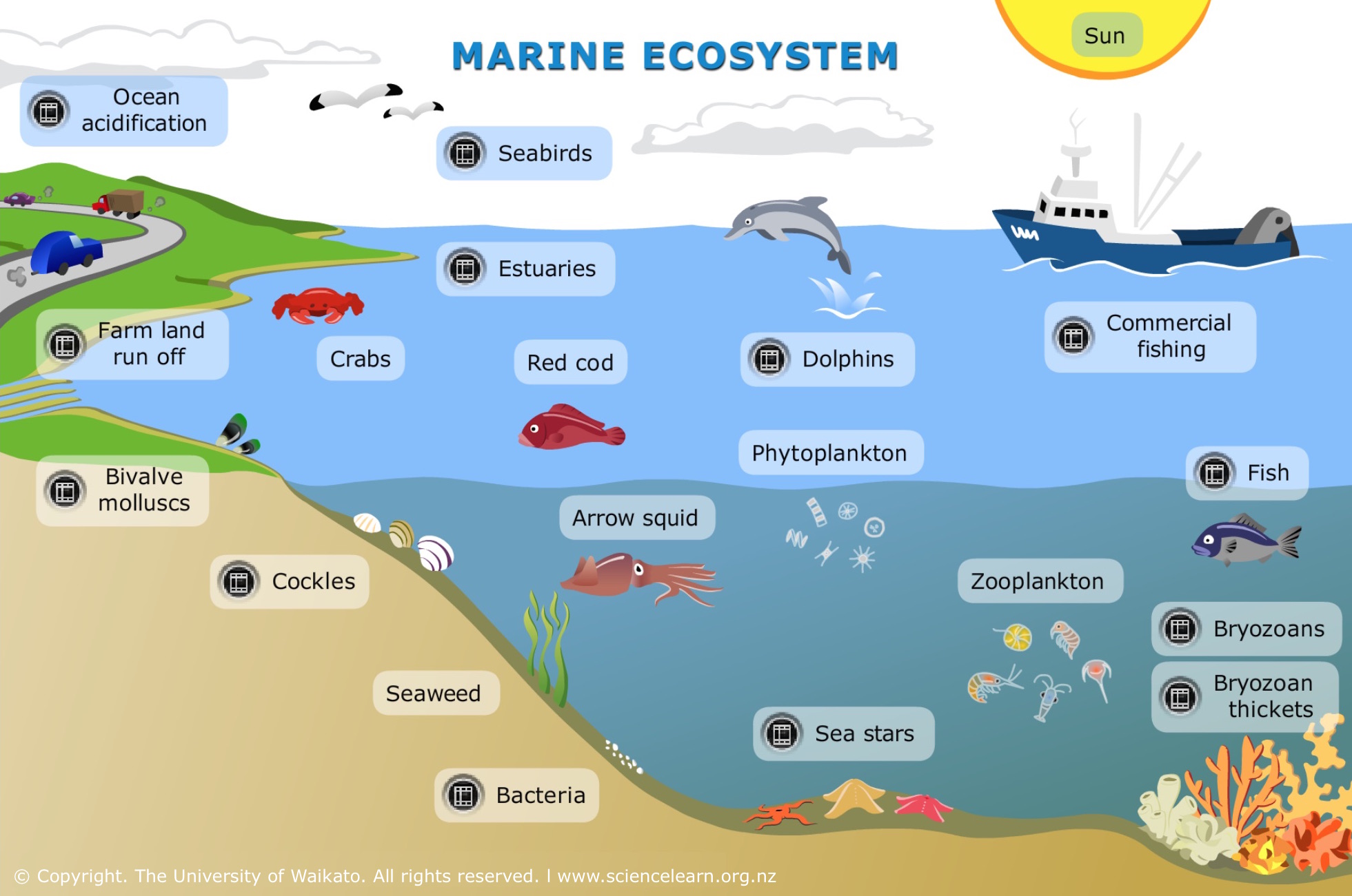 Marine Ecosystem Food Web With Trophic Levels