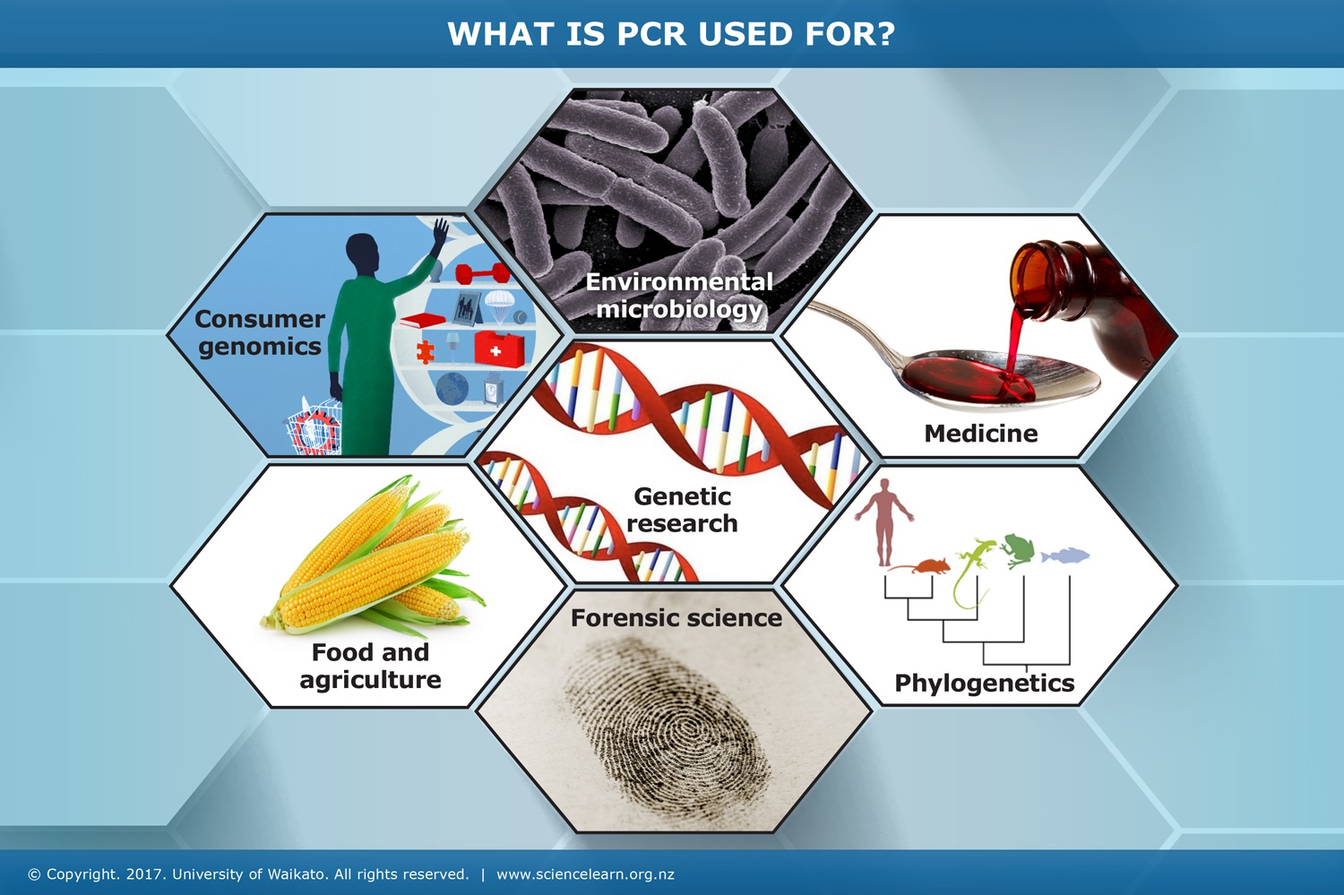 What is PCR used for? — Science Learning Hub