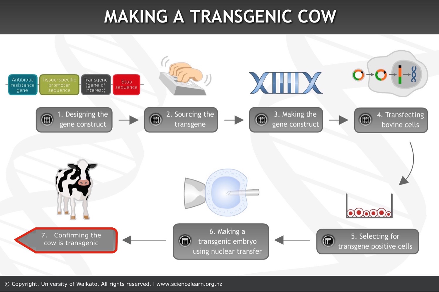 Making a transgenic cow — Science Learning Hub