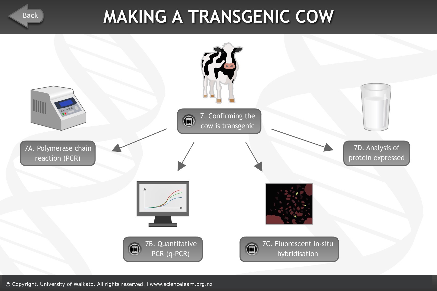 Confirming a cow is transgenic — Science Learning Hub