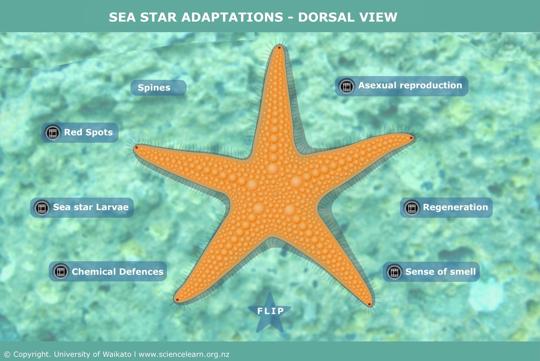 Sea star adaptations – dorsal view — Science Learning Hub