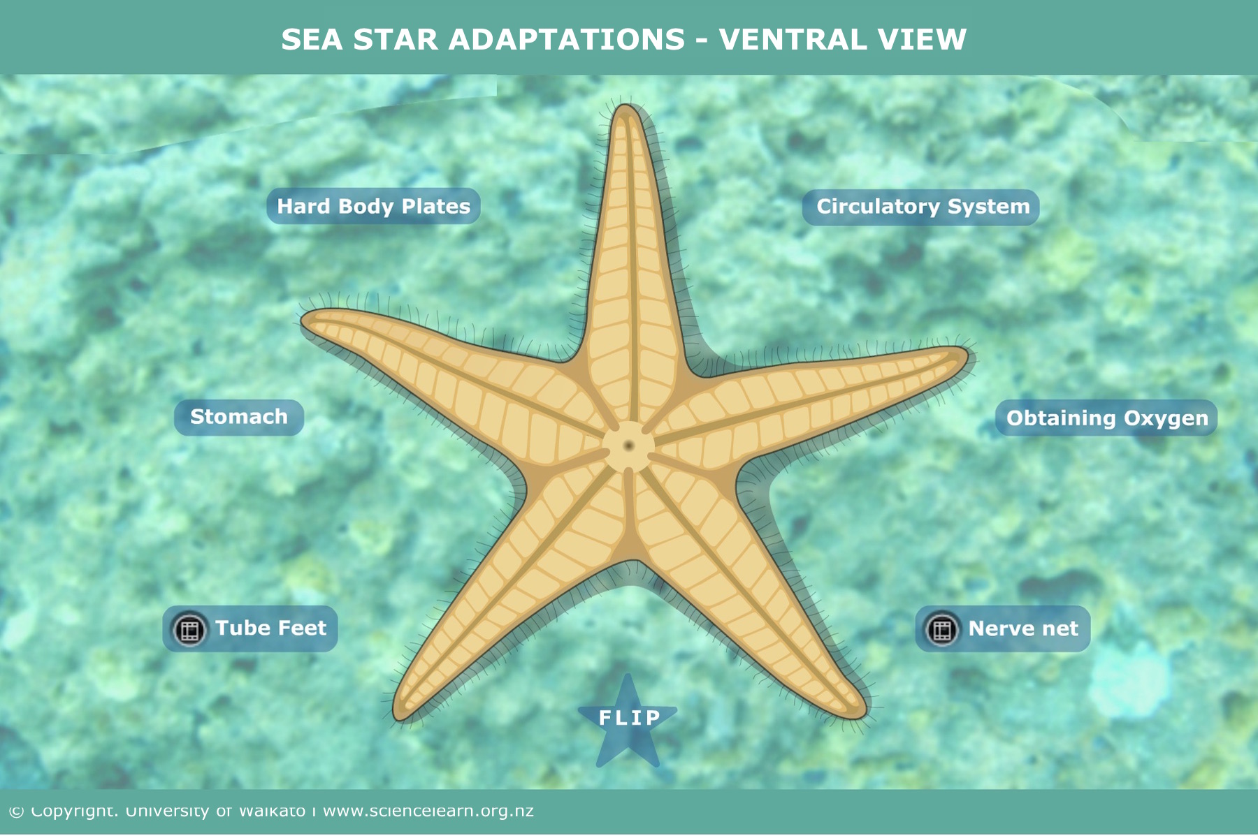 Sea star adaptations – ventral view — Science Learning Hub