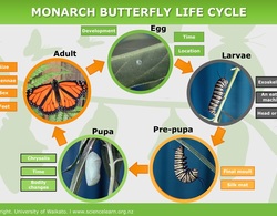Life cycles — Science Learning Hub