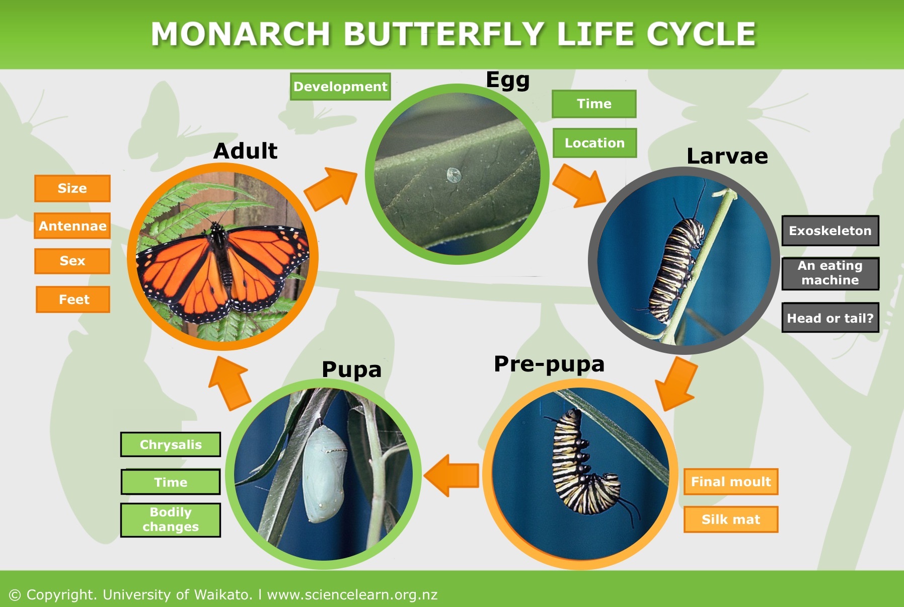 Life Cycle Of Butterfly Control Chart Copypdf Butterfly Life Cycle ...