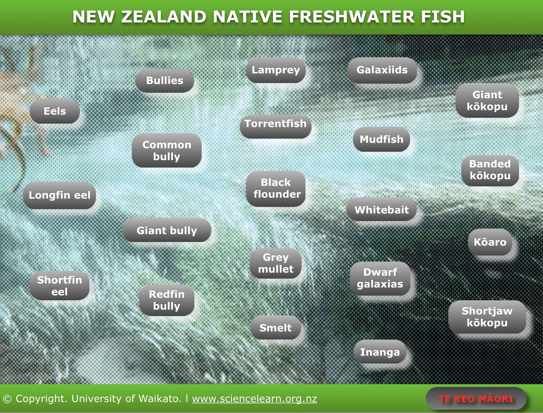 Native freshwater fish — Science Learning Hub