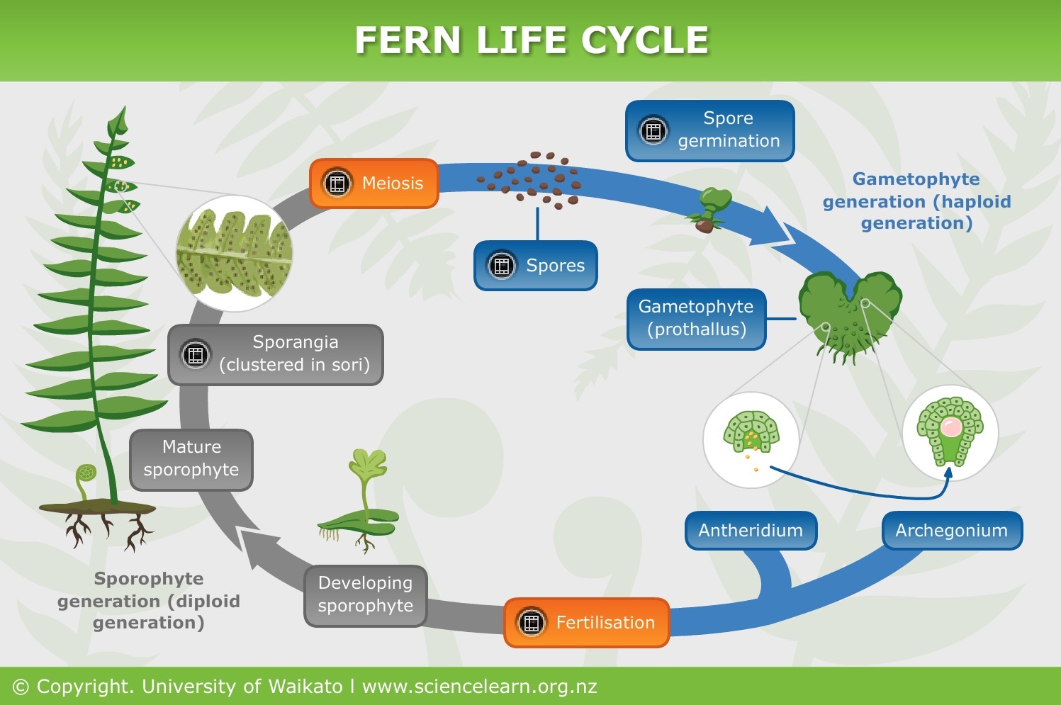 Hjelm ledningsfri emne Fern life cycle — Science Learning Hub