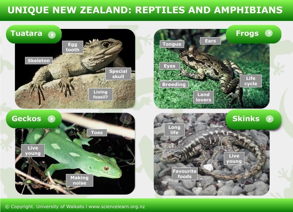 Unique New Zealand: reptiles and amphibians — Science Learning Hub