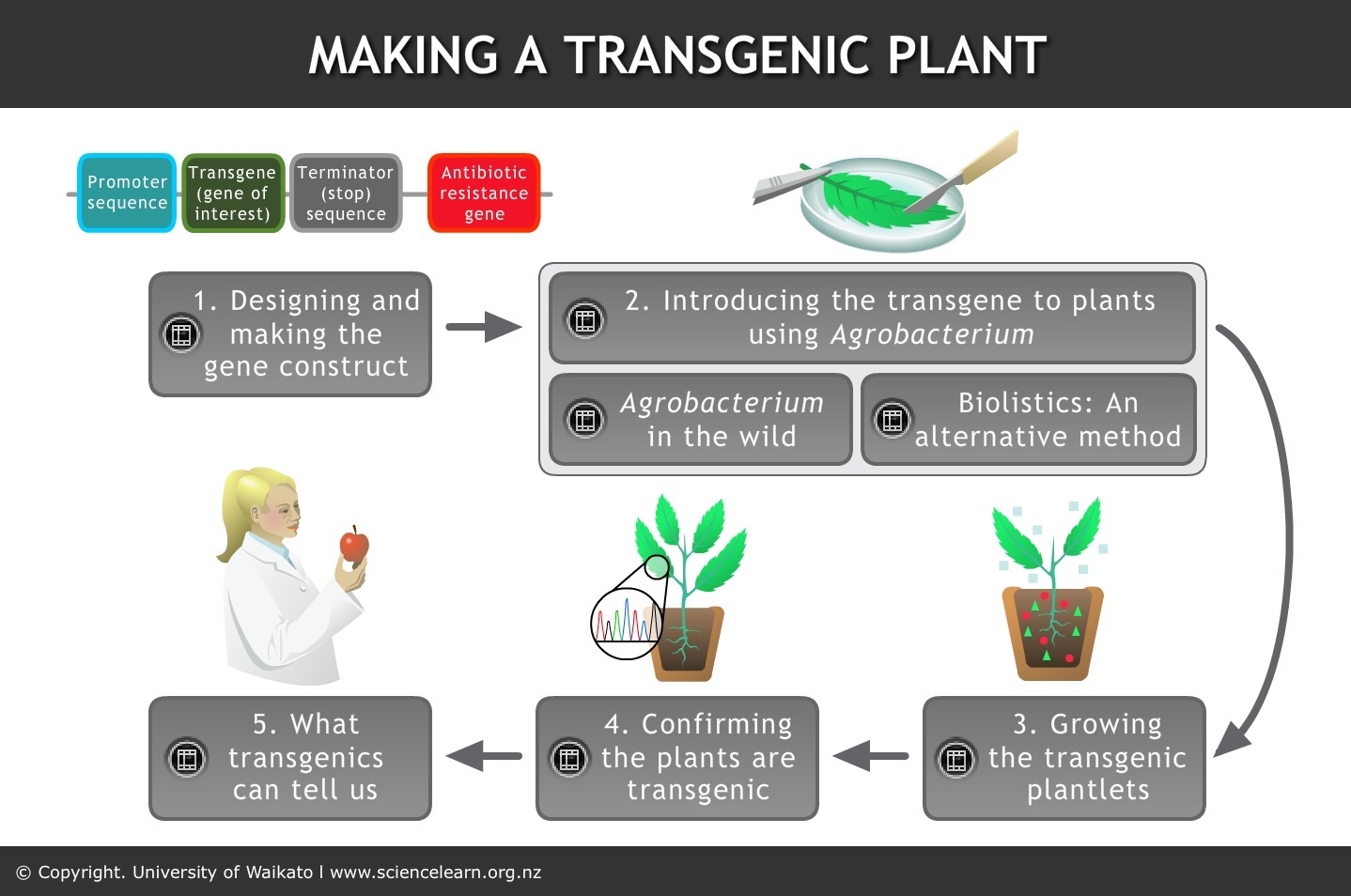 Making a transgenic plant — Science Learning Hub