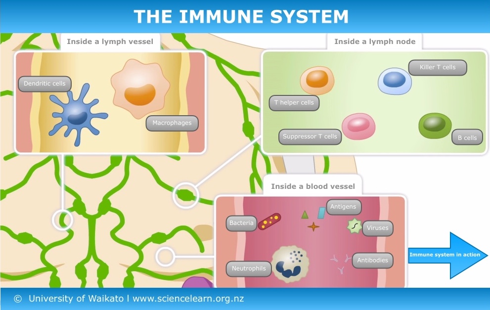 human immune system cells