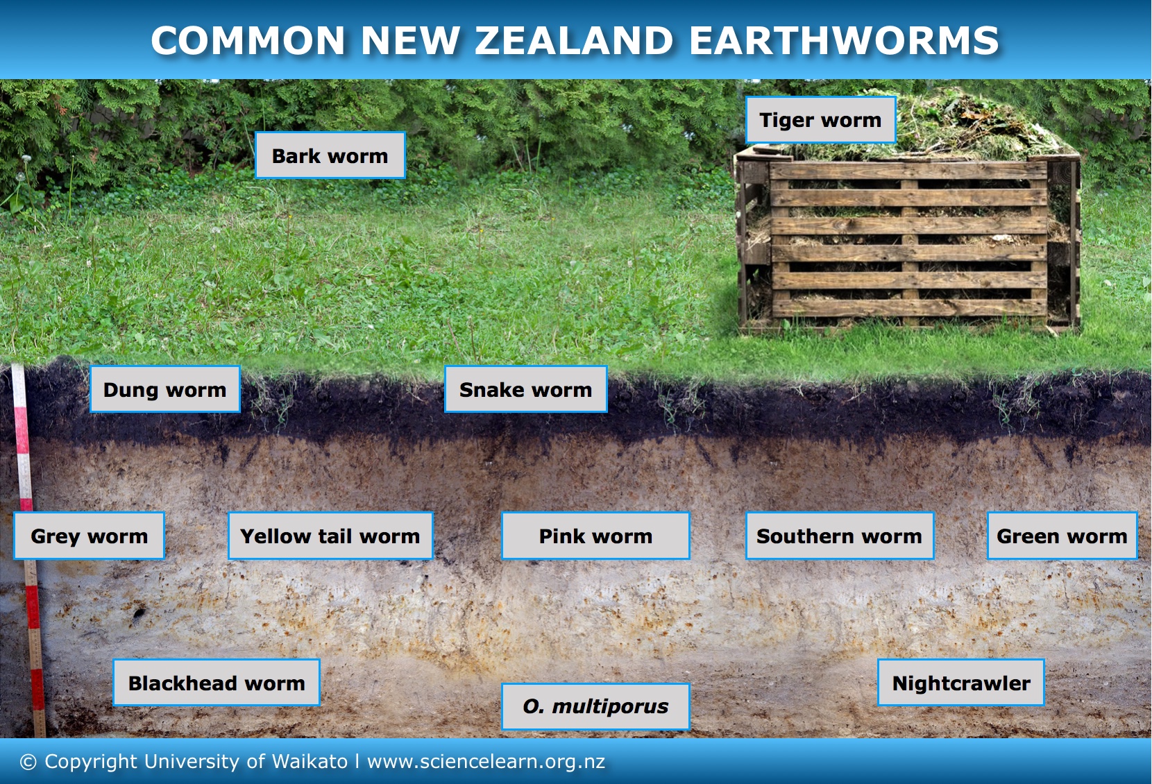 Common New Zealand earthworms — Science Learning Hub