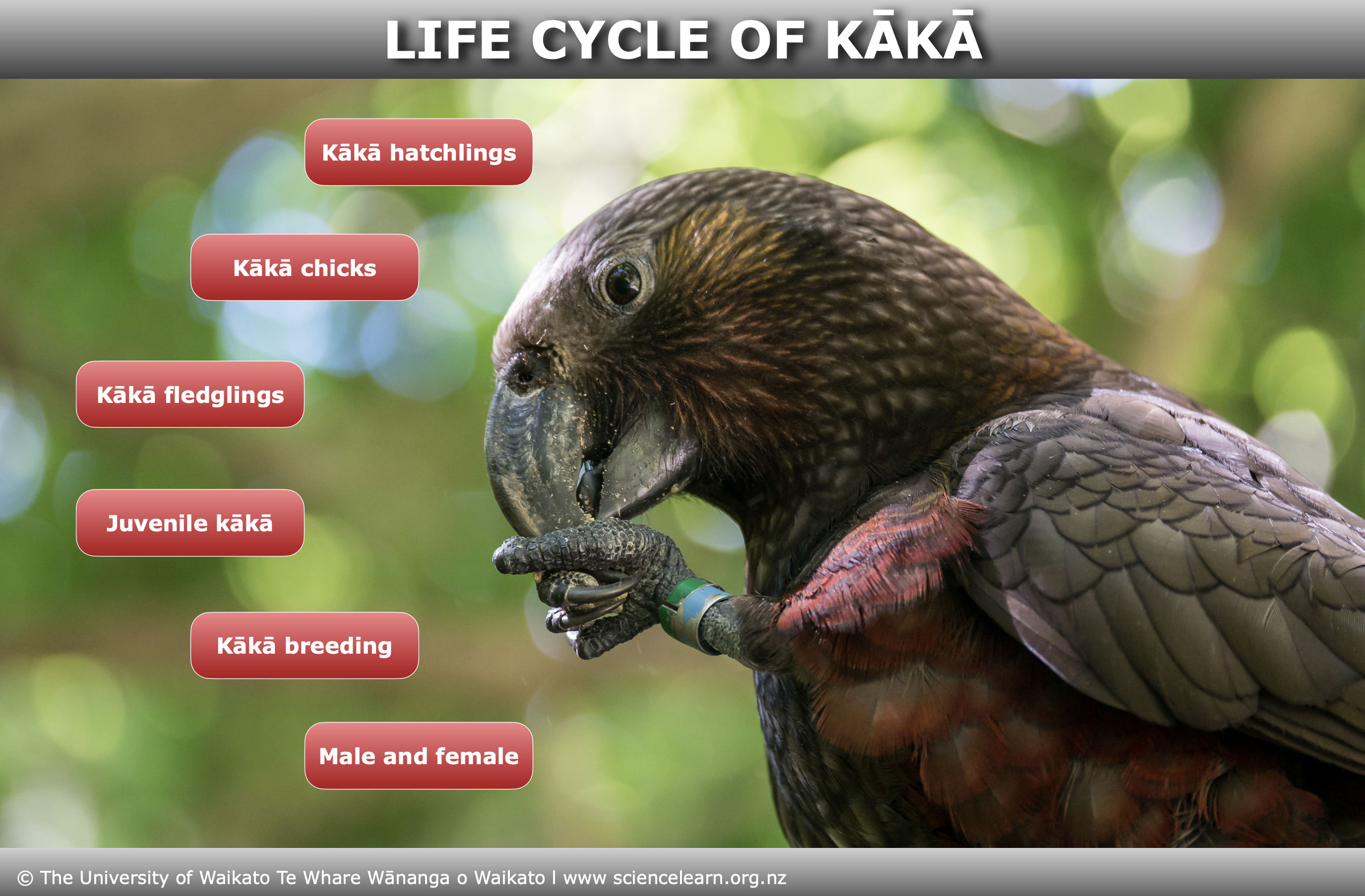Explore the life cycle of the kākā from egg to adulthood in this interactive image map.